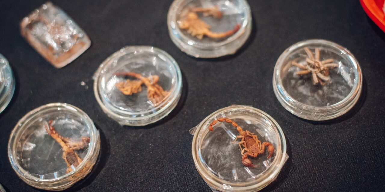 Temporada de alacranes: cómo prevenir picaduras ante el calor extremo