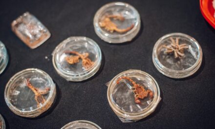 Temporada de alacranes: cómo prevenir picaduras ante el calor extremo