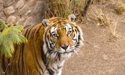 Murieron “Lisa” y “Diego”, dos históricos del ex Zoo