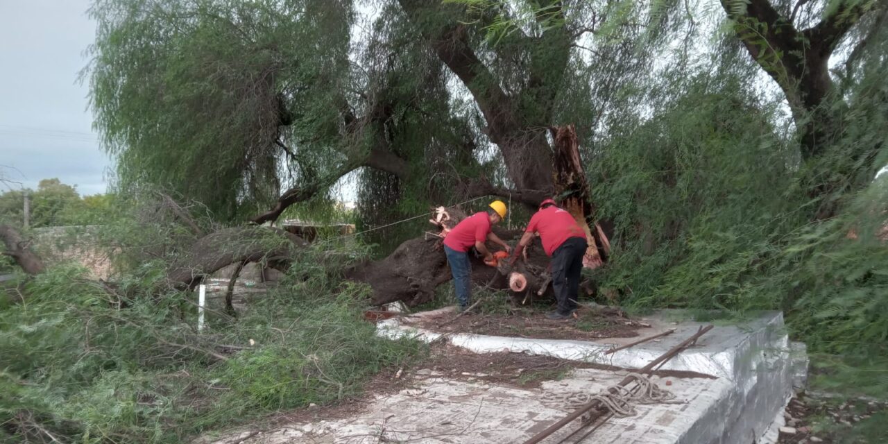 Viento fuerte: 102 intervenciones en la ciudad
