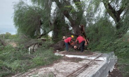 Viento fuerte: 102 intervenciones en la ciudad