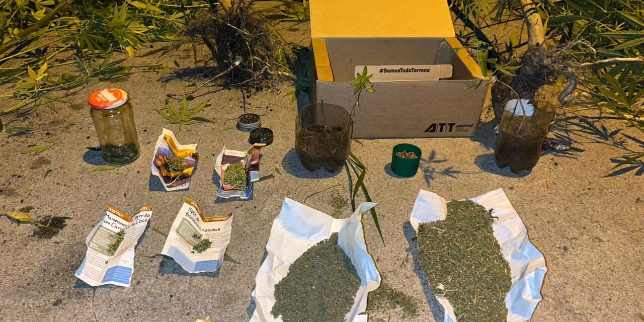 Secuestran 61 plantas de cannabis y detienen a un hombre