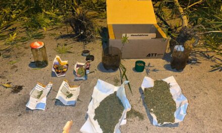 Secuestran 61 plantas de cannabis y detienen a un hombre