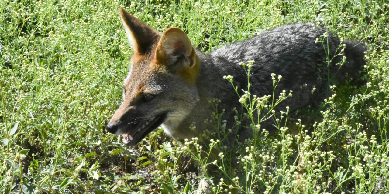 Liberaron más de 60 animales silvestres en La Para