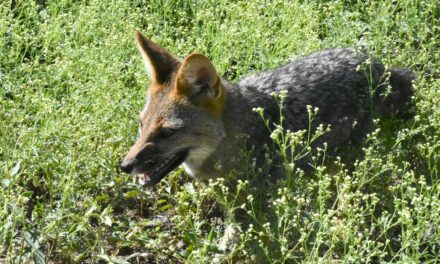 Liberaron más de 60 animales silvestres en La Para