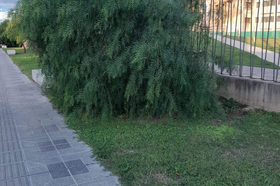 Vecinos piden mejoras en el mantenimiento del Paseo San Martín