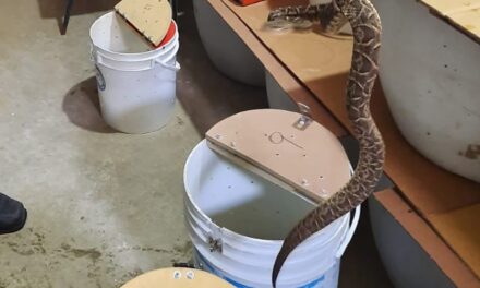 Rescataron casi 50 animales silvestres en operativos en el interior de Córdoba