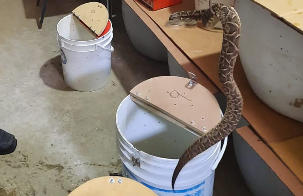 Rescataron casi 50 animales silvestres en operativos en el interior de Córdoba