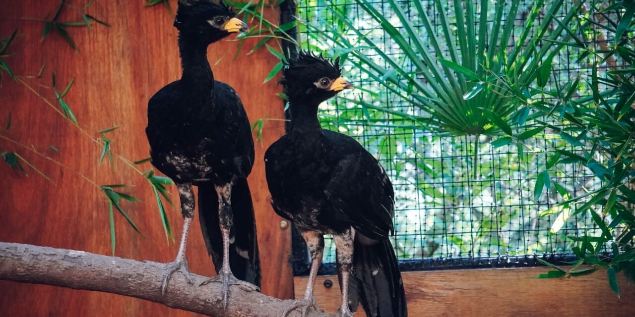 Trasladan otros cinco muitúes desde Córdoba al Iberá para recuperar la especie