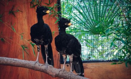 Trasladan otros cinco muitúes desde Córdoba al Iberá para recuperar la especie