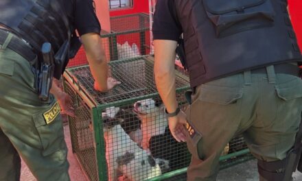 Rescatan más de 30 perros en un criadero clandestino