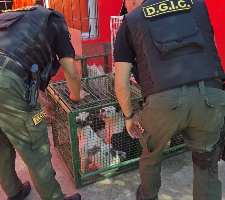 Rescatan más de 30 perros en un criadero clandestino