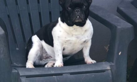 Dolor tras un robo en Argüello: se llevaron la camioneta… y también a su perra