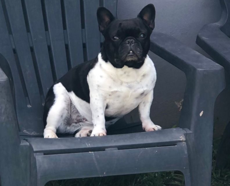 Dolor tras un robo en Argüello: se llevaron la camioneta… y también a su perra