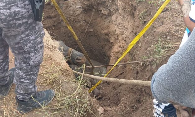 Rescataron a un caballo que cayó en un pozo en barrio Los Filtros