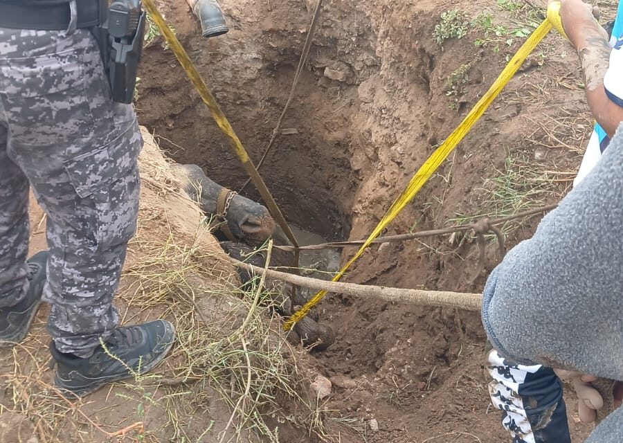 Rescataron a un caballo que cayó en un pozo en barrio Los Filtros