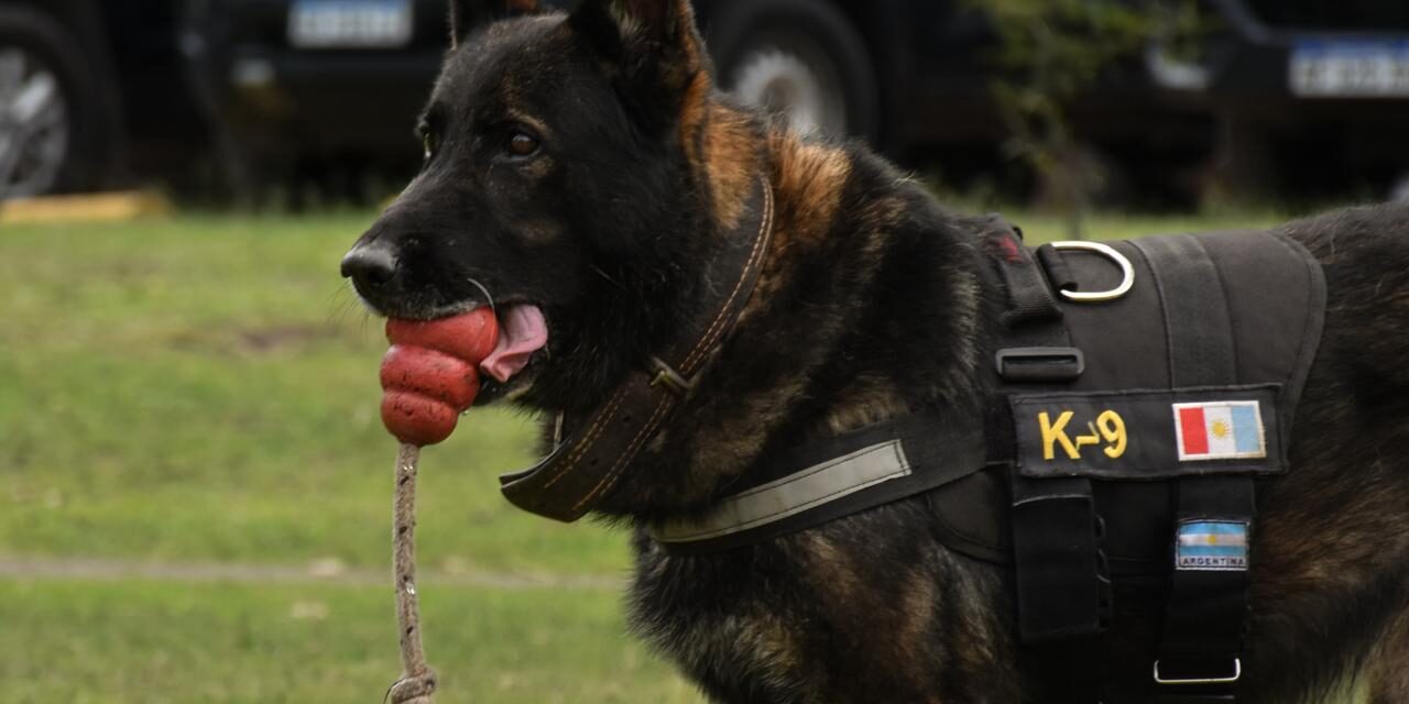 Se retira Buster, el perro antinarcóticos que marcó una era