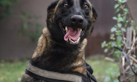 La FPA donó una cachorra Malinois a la Policía de Córdoba