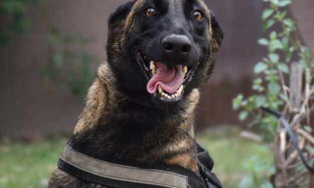 La FPA donó una cachorra Malinois a la Policía de Córdoba