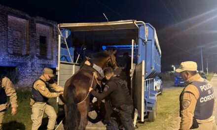 Cazaban carpinchos: tres detenidos y animales rescatados