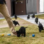 Nacieron ocho cachorros en la división K-9 de la FPA