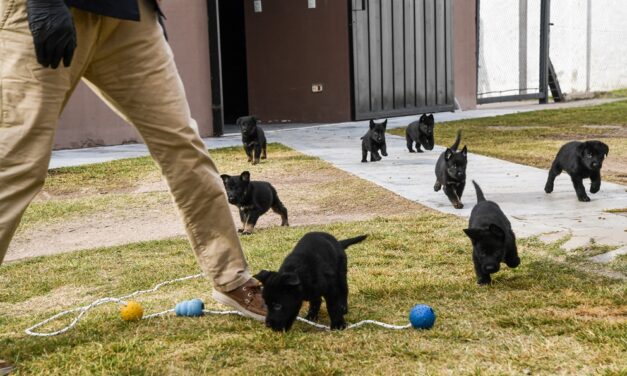 Nacieron ocho cachorros en la división K-9 de la FPA