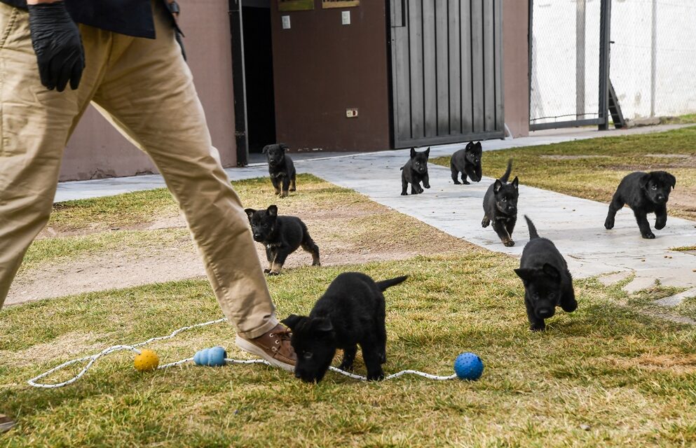 Nacieron ocho cachorros en la división K-9 de la FPA
