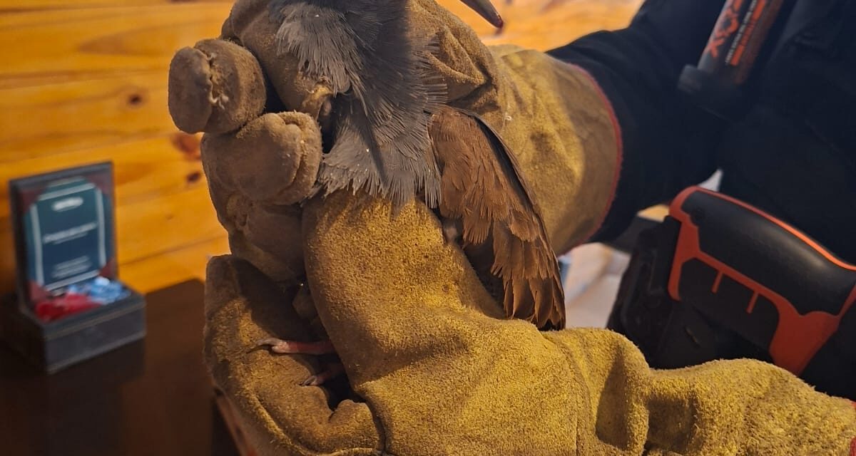 Encontraron una gallineta herida dentro de un local en Nueva Córdoba