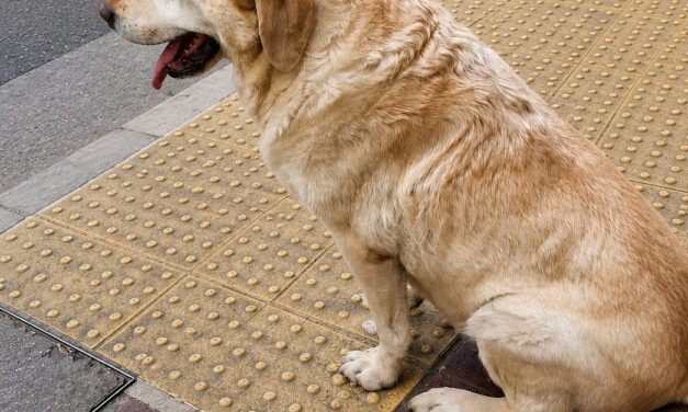 Encontraron sano y salvo a un perro lazarillo perdido en Nueva Córdoba