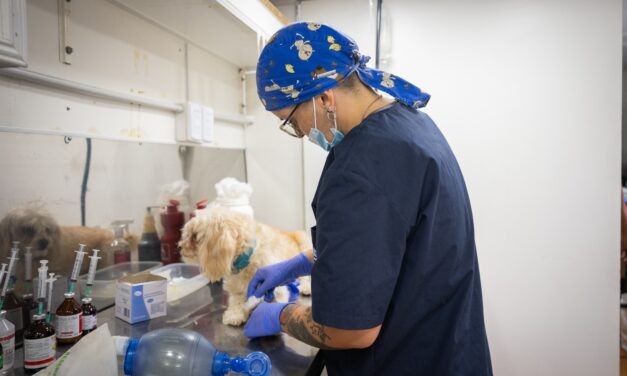 Córdoba fue reconocida a nivel mundial por sus políticas de bienestar animal
