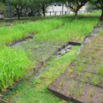 Córdoba tendrá el techo verde más grande del país