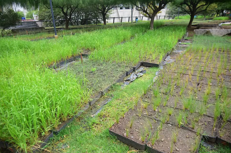 Córdoba tendrá el techo verde más grande del país