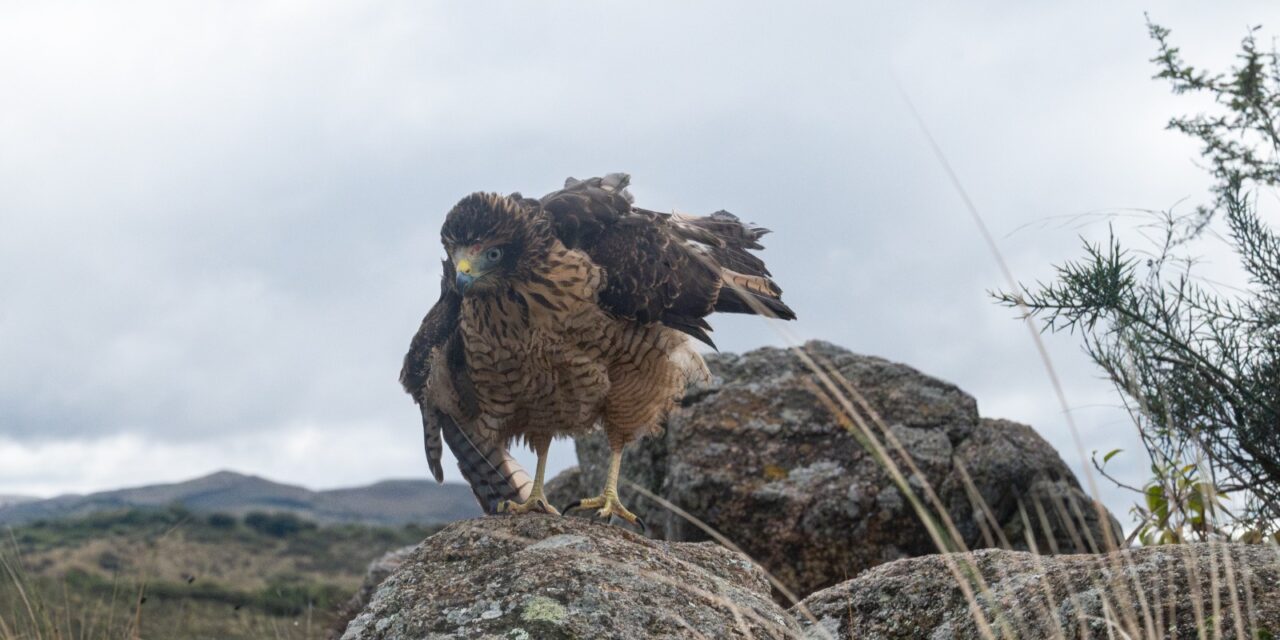 Liberaron 20 aves silvestres en Sierras Chicas