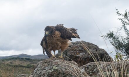 Liberaron 20 aves silvestres en Sierras Chicas